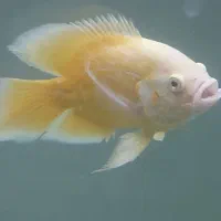 ماهی اسکار|ماهی|قم, علی آباد|دیوار