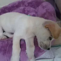 اشپیتز المان|سگ|تهران, جوادیه تهرانپارس|دیوار