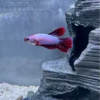 ماهی فایتر و غذای فایتر و دکوری پل و یک زایشگاه
