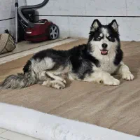 سگ هاسکی نرگمشده