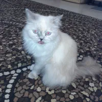 گربه پرشین