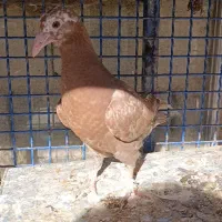 باسلام جوجه میلمنز درجه یک