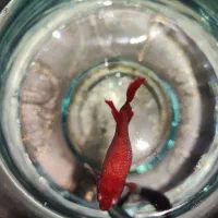 ماهی|ماهی|قم, زنبیل آباد|دیوار