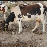 گاو وگوساله