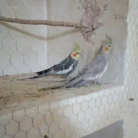 عروس هلندی مولد|پرنده|کرمان, |دیوار