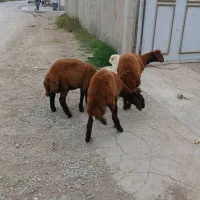 بره|حیوانات مزرعه|آق قلا, |دیوار