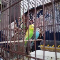 جفت مرغ عشق|پرنده|اردبیل, |دیوار