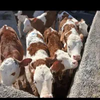 دام|حیوانات مزرعه|نظرآباد, شهرک فرهنگیان|دیوار