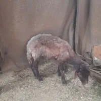 بره نر واسه قربانی