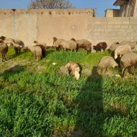 گوسفندمیش وبره