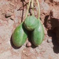 هندوانه کوهی
