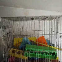 قفس پرندگان