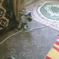 واگذاری گربه|گربه|قم, بنیاد|دیوار