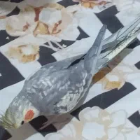 عروس هلندی سخنگو|پرنده|آستانه اشرفیه, |دیوار