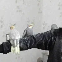 عروس‌هلندی