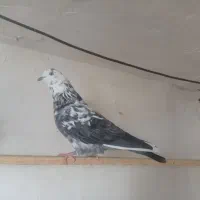 کفتر|پرنده|گیان, |دیوار