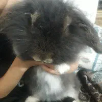 خرگوش‌لپی|موش و خرگوش|بیرجند, |دیوار