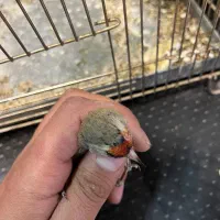 سهره دورگ فوق العاده|پرنده|تهران, دکتر هوشیار|دیوار