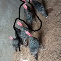 جفت بوقلمون نر