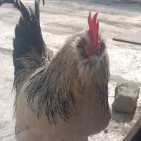 یک عدد خروس محلی ریشو