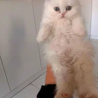 نینی کوچولوگربه|گربه|قم, پردیسان|دیوار