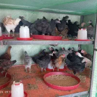 جوجه مرغ خروس باری خانگی ا درجه یک بینظیر|حیوانات مزرعه|شیراز, شریف‌آباد|دیوار