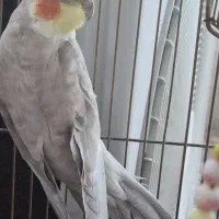 عروس هلندی نر