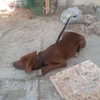سگ شکاری ماده ۷ماهه
