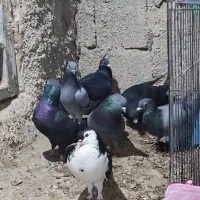 چند عدد کبوتر پرشی دونه ای صد تمن|پرنده|برازجان, |دیوار