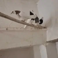 دمسفید. سینه زرد. طوقی|پرنده|مبارکه, |دیوار