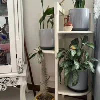 جا گلدان و گل