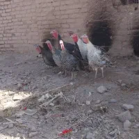 بوقلمون|حیوانات مزرعه|گوهرکوه, |دیوار