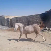 یک راس مادیون کورد