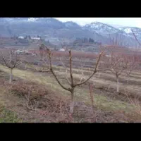 حرص کاری درختان|خدمات باغبانی و درختکاری|میاندوآب, |دیوار