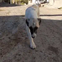 دوعدد سگ|سگ|خلخال, |دیوار