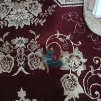 فرش ۱۲ متری|فرش|هشتگرد, فاز ۱ مهستان|دیوار