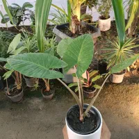 گل بابا آدم تنه قرمز سایز کوچک ارسال رایگان + هدیه