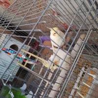 عروس هلندی|پرنده|هامون, |دیوار