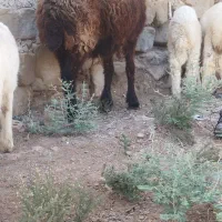 میش با سه عدد بره نر عراقی