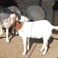 بزغاله ماده جنس شیری سانن