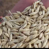 جو فروشی بذری