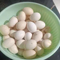 تخم مرغ نطفه دار گلین لری اصیل