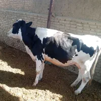 گاو شکم اول با گوساله ماده