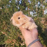 مرکز تخصص خرگوش جیبی/مولتی لوپ سوپرفلت/مینیاتوری|موش و خرگوش|اصفهان, خانه اصفهان|دیوار