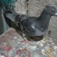 کبوتر|پرنده|سیوان, |دیوار