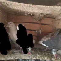 کفتر