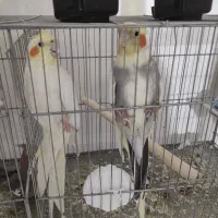 عروس هلندی و برزیلی