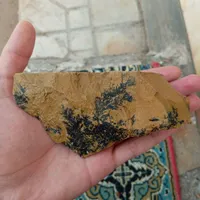 شجر فسیلی