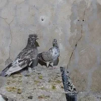 چند تا کفتر خوب