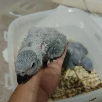 جوجه سرلاکی کاسکو 4 تا موجود